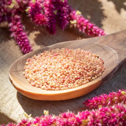 ამარანტი